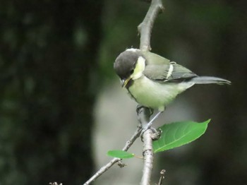 2024年5月29日(水) 大阪城公園の野鳥観察記録