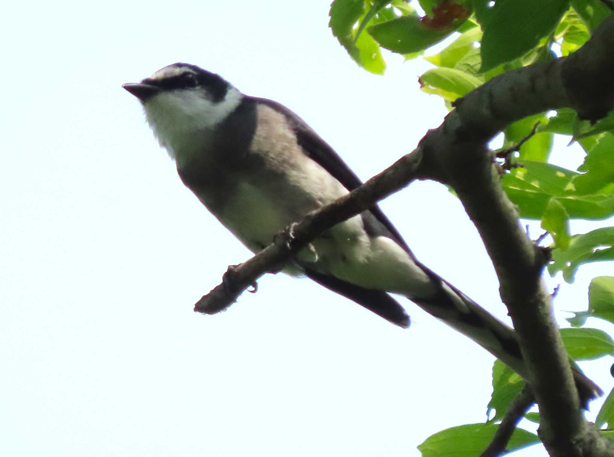 Ryukyu Minivet