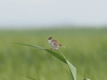 Zitting Cisticola 妙岐ノ鼻 Sun, 5/26/2024