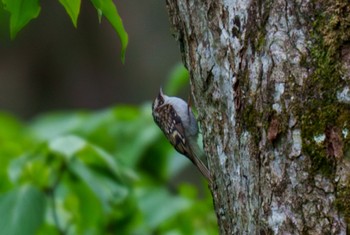 キバシリ 戸隠森林植物園(戸隠森林公園) 2024年5月27日(月)