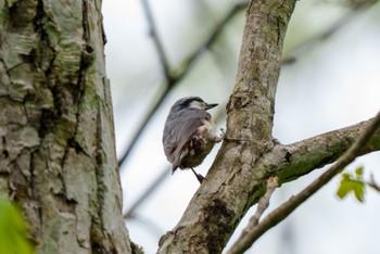 Eurasian Nuthatch Togakushi Forest Botanical Garden Mon, 5/27/2024