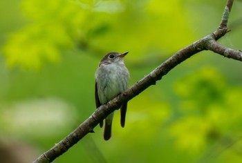 コサメビタキ 戸隠森林植物園(戸隠森林公園) 2024年5月27日(月)