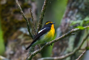 Narcissus Flycatcher Togakushi Forest Botanical Garden Mon, 5/27/2024