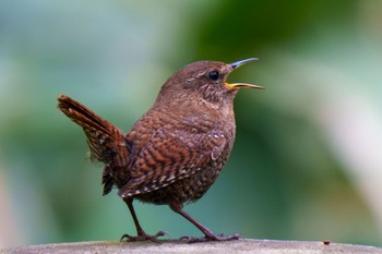 Eurasian Wren Togakushi Forest Botanical Garden Mon, 5/27/2024