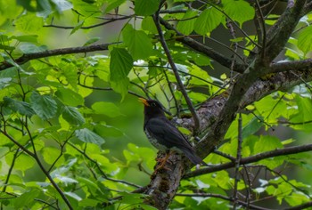 Japanese Thrush Togakushi Forest Botanical Garden Mon, 5/27/2024