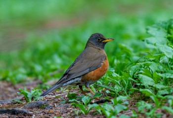 アカハラ 戸隠森林植物園(戸隠森林公園) 2024年5月27日(月)