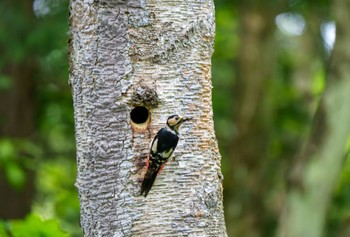 Great Spotted Woodpecker Togakushi Forest Botanical Garden Mon, 5/27/2024