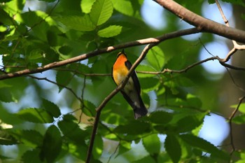 2024年5月11日(土) 井頭公園の野鳥観察記録