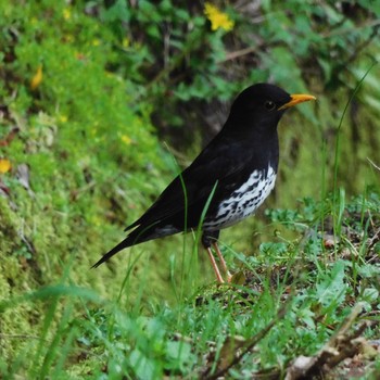 Japanese Thrush 日向渓谷 Sun, 4/21/2024