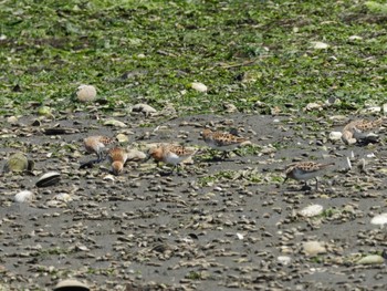 Sat, 5/4/2024 Birding report at Yatsu-higata