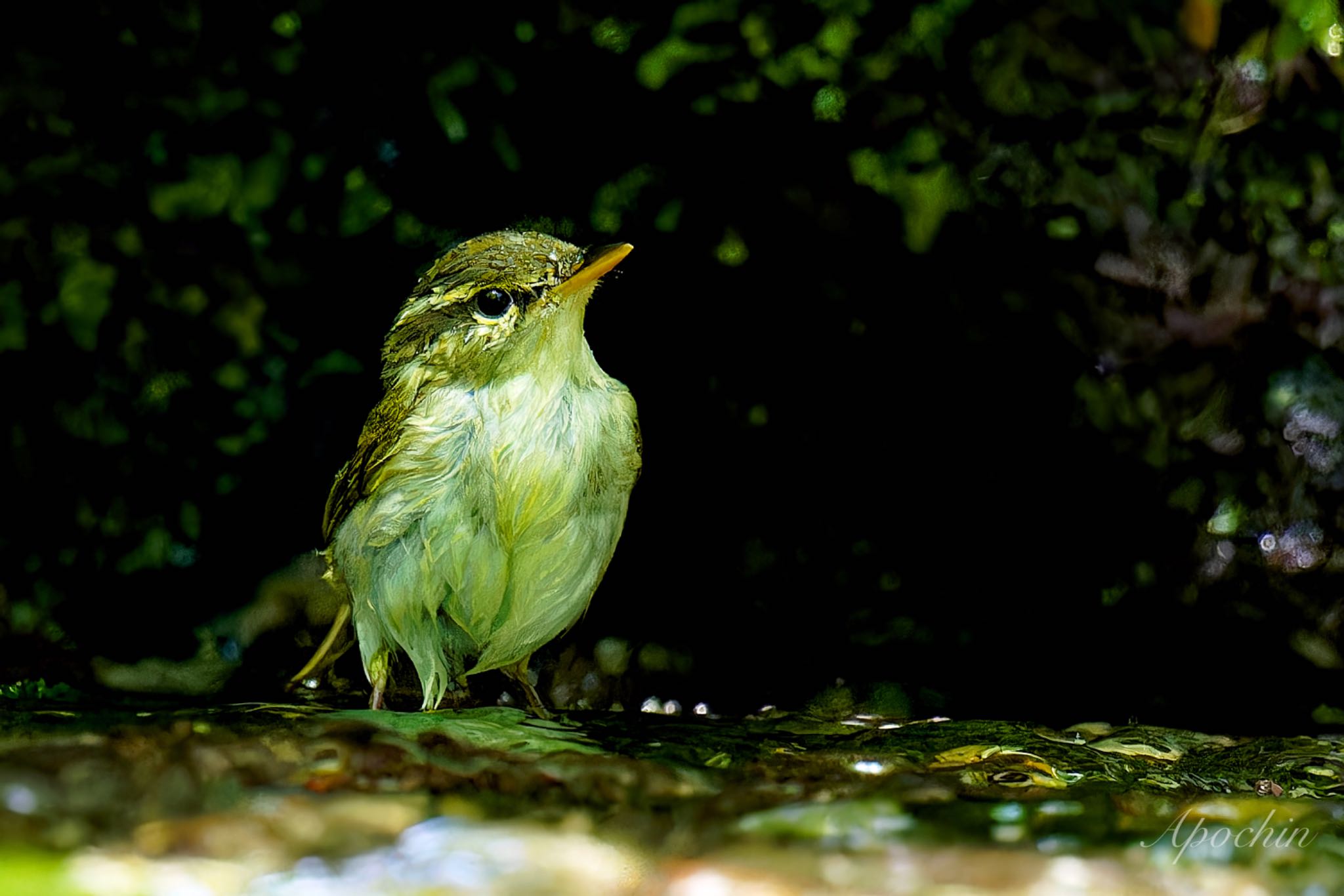 Photo of Japanese Leaf Warbler at 山梨県 by アポちん