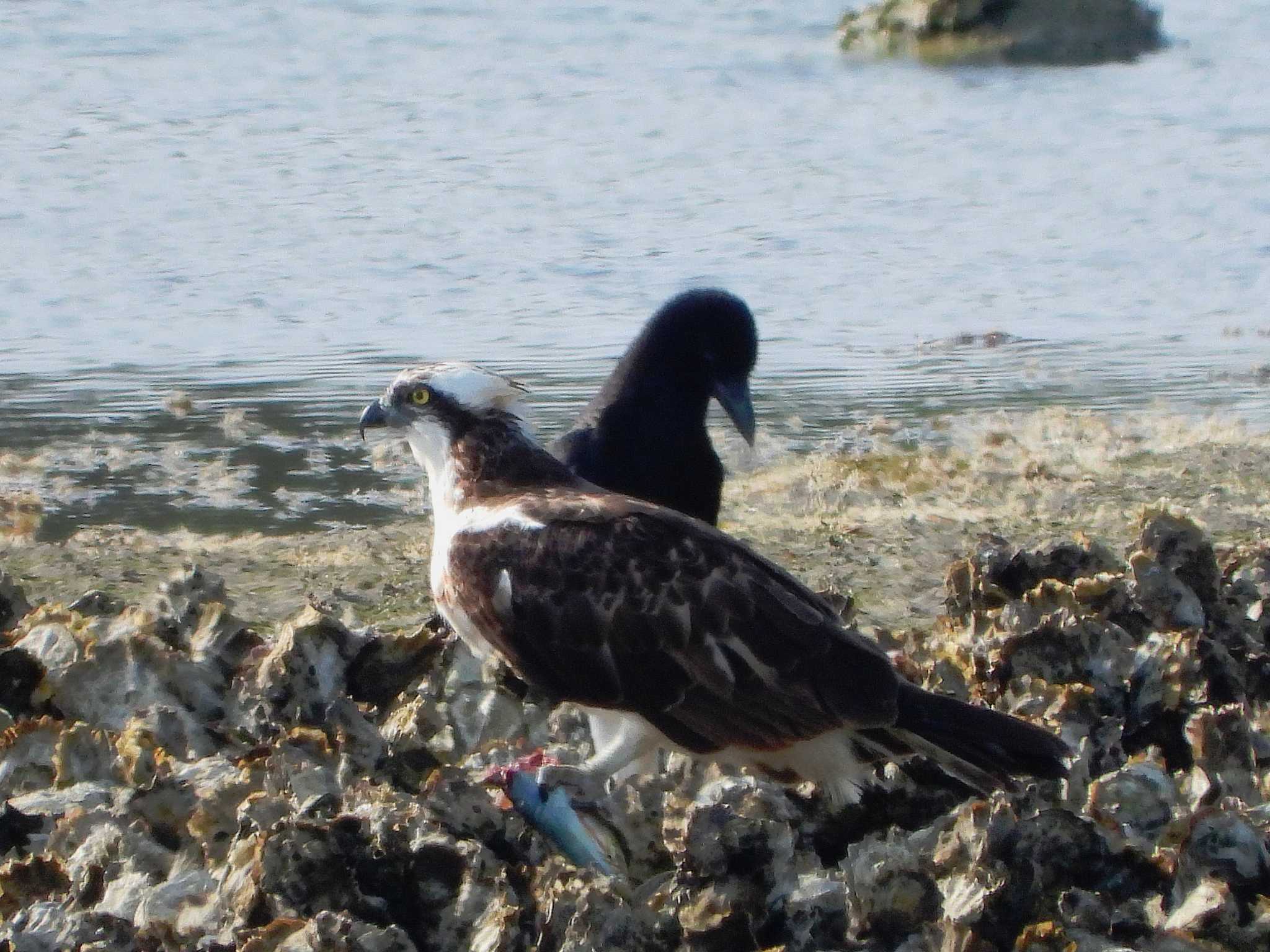 大阪南港野鳥園 ミサゴの写真