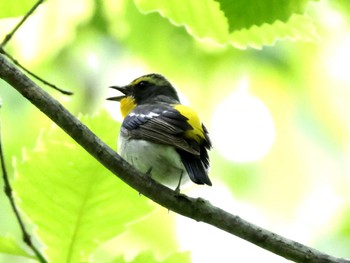 Narcissus Flycatcher Nishioka Park Sun, 5/26/2024