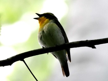 Narcissus Flycatcher Nishioka Park Sun, 5/26/2024