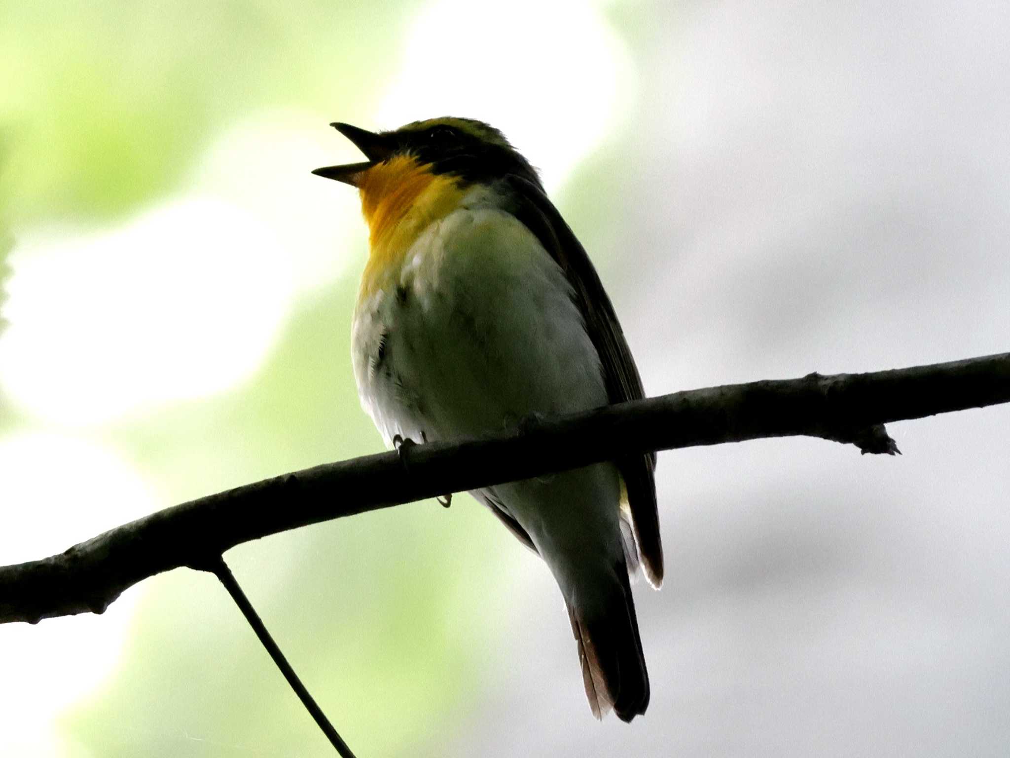 西岡公園(西岡水源地) キビタキの写真