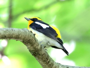 Narcissus Flycatcher Nishioka Park Sun, 5/26/2024