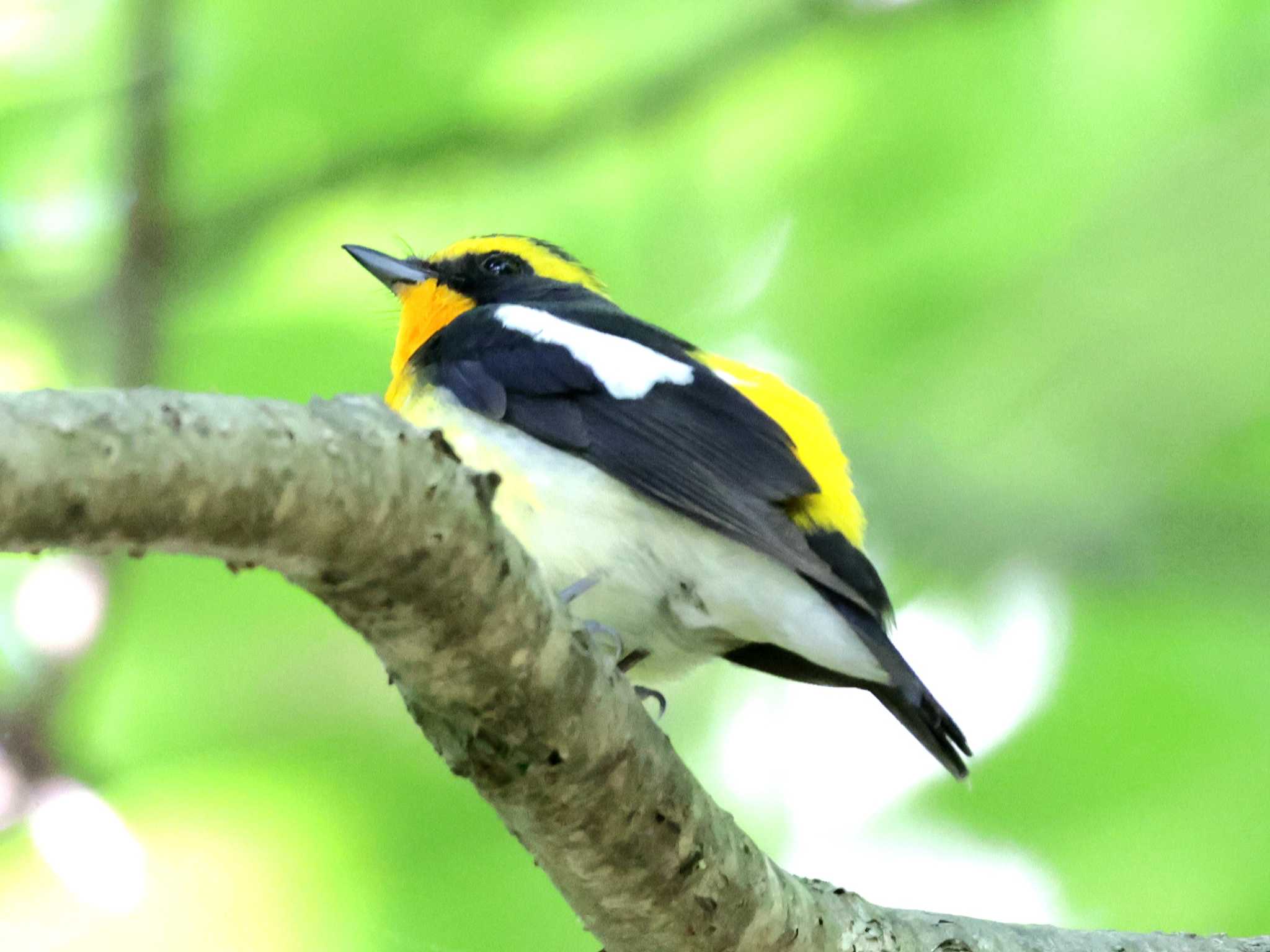 Photo of Narcissus Flycatcher at Nishioka Park by しろくま