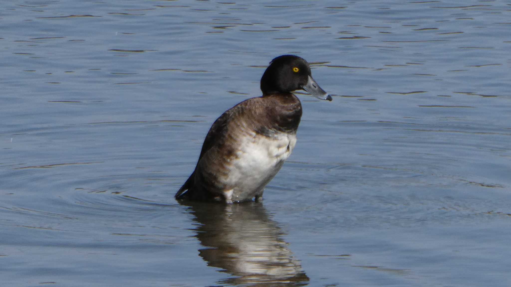 東京港野鳥公園 キンクロハジロの写真