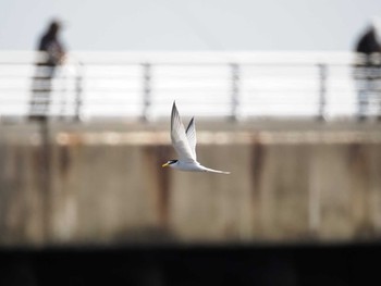 Sat, 5/25/2024 Birding report at 検見川浜コアジサシ保護区