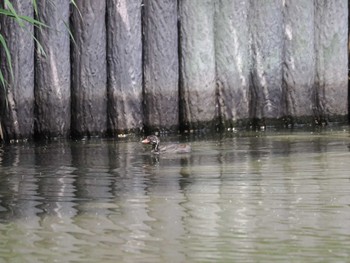 2024年5月25日(土) 谷津干潟の野鳥観察記録