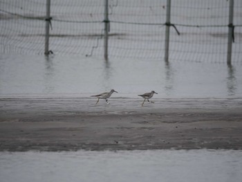 2024年5月25日(土) ふなばし三番瀬海浜公園の野鳥観察記録