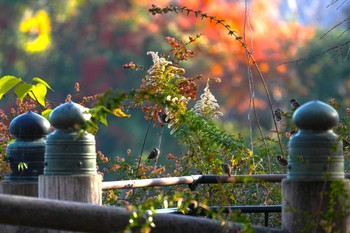 Sun, 12/10/2023 Birding report at 洗足池公園