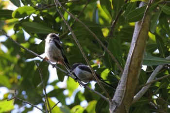 Long-tailed Tit 近所 Sat, 5/11/2024