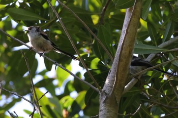 Long-tailed Tit 近所 Sat, 5/11/2024