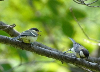 Sun, 5/26/2024 Birding report at 大阪府