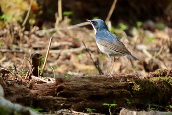 2024年5月5日(日) 矢板市の野鳥観察記録