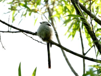 Long-tailed tit(japonicus) Nishioka Park Sun, 5/26/2024