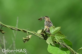 Zitting Cisticola 東京都多摩地域 Wed, 5/29/2024