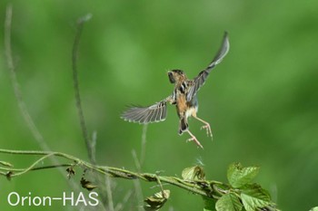 Zitting Cisticola 東京都多摩地域 Wed, 5/29/2024