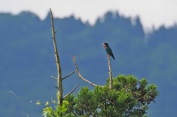 ブッポウソウ 松之山 2024年5月25日(土)