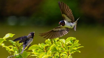 Barn Swallow 栗東市 Wed, 5/29/2024