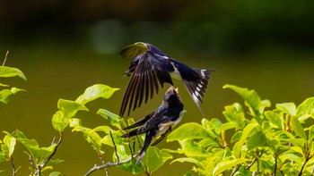 Barn Swallow 栗東市 Wed, 5/29/2024