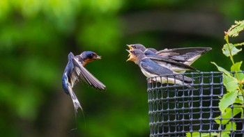 Barn Swallow 栗東市 Wed, 5/29/2024