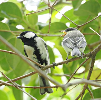 Japanese Tit 洗足池公園 Sun, 5/19/2024