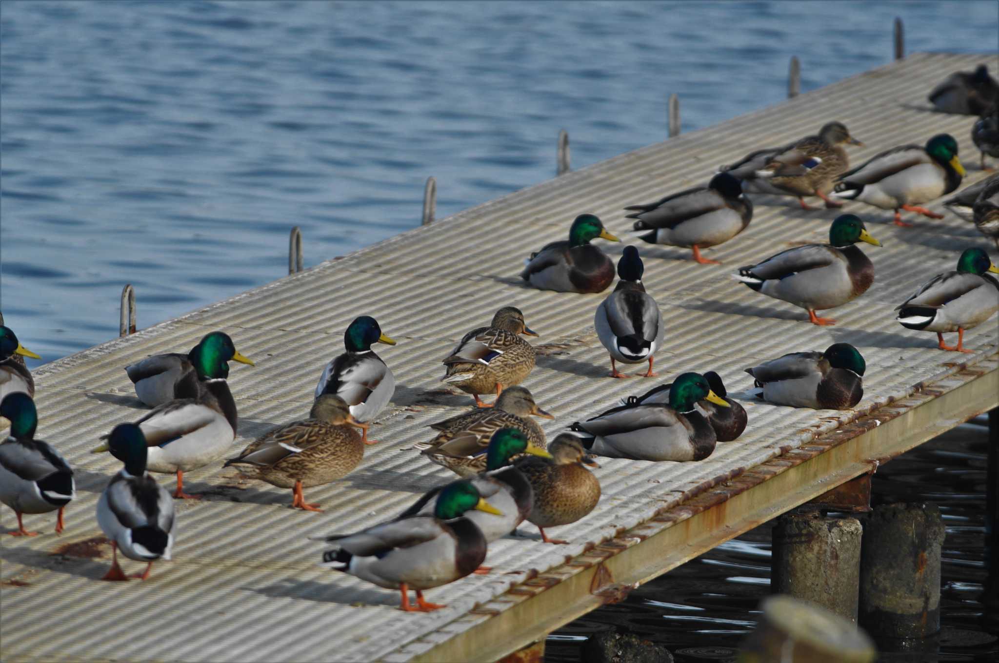 Mallard