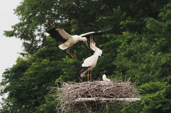 Oriental Stork コウノトリの里(野田市) Tue, 5/28/2024