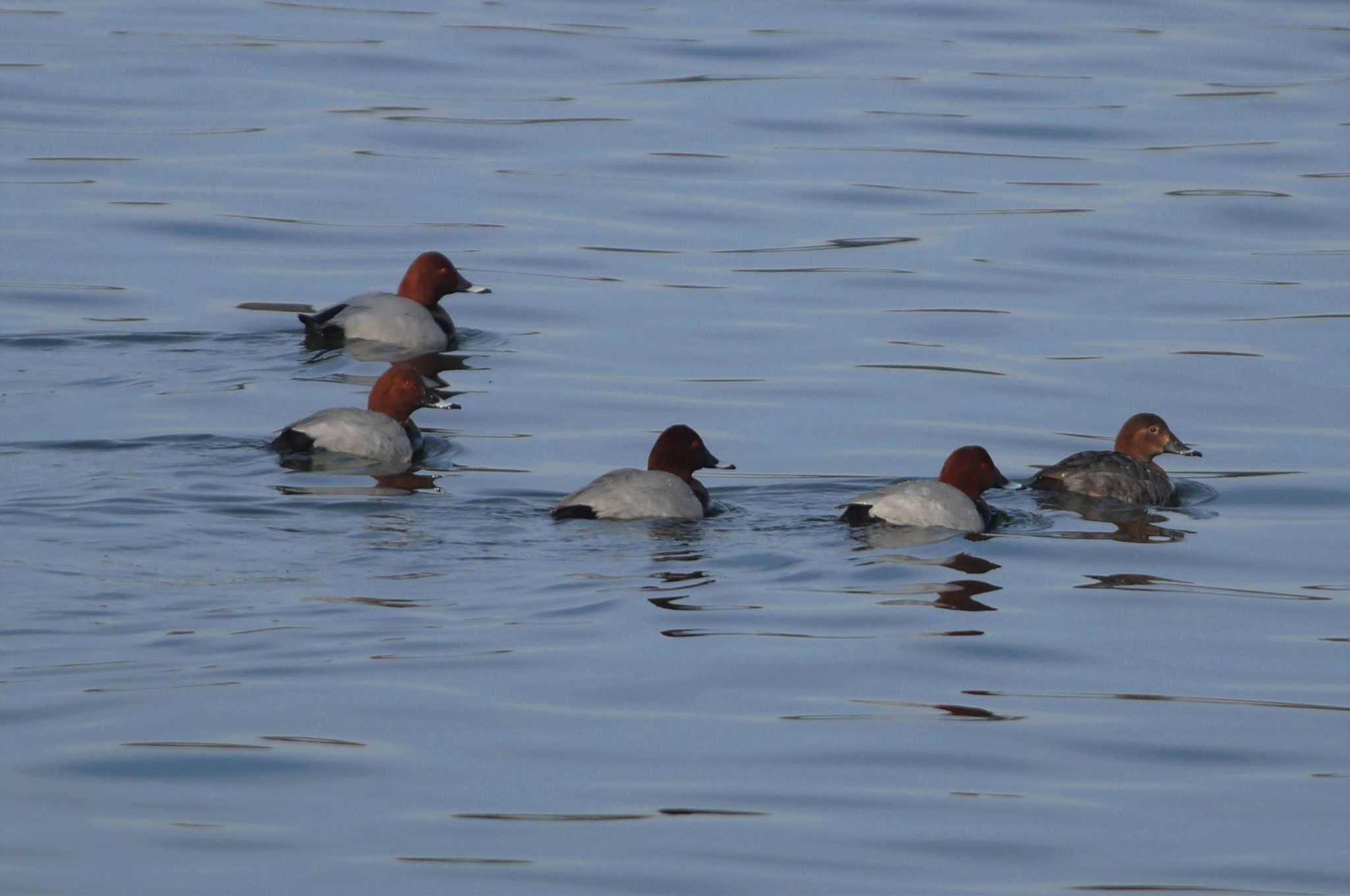 Common Pochard