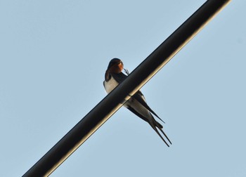 2024年5月30日(木) 妙正寺川の野鳥観察記録