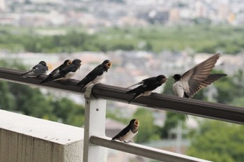 Barn Swallow 八王子市 Wed, 5/29/2024