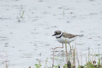 Little Ringed Plover 大阪府高槻市 Tue, 5/28/2024