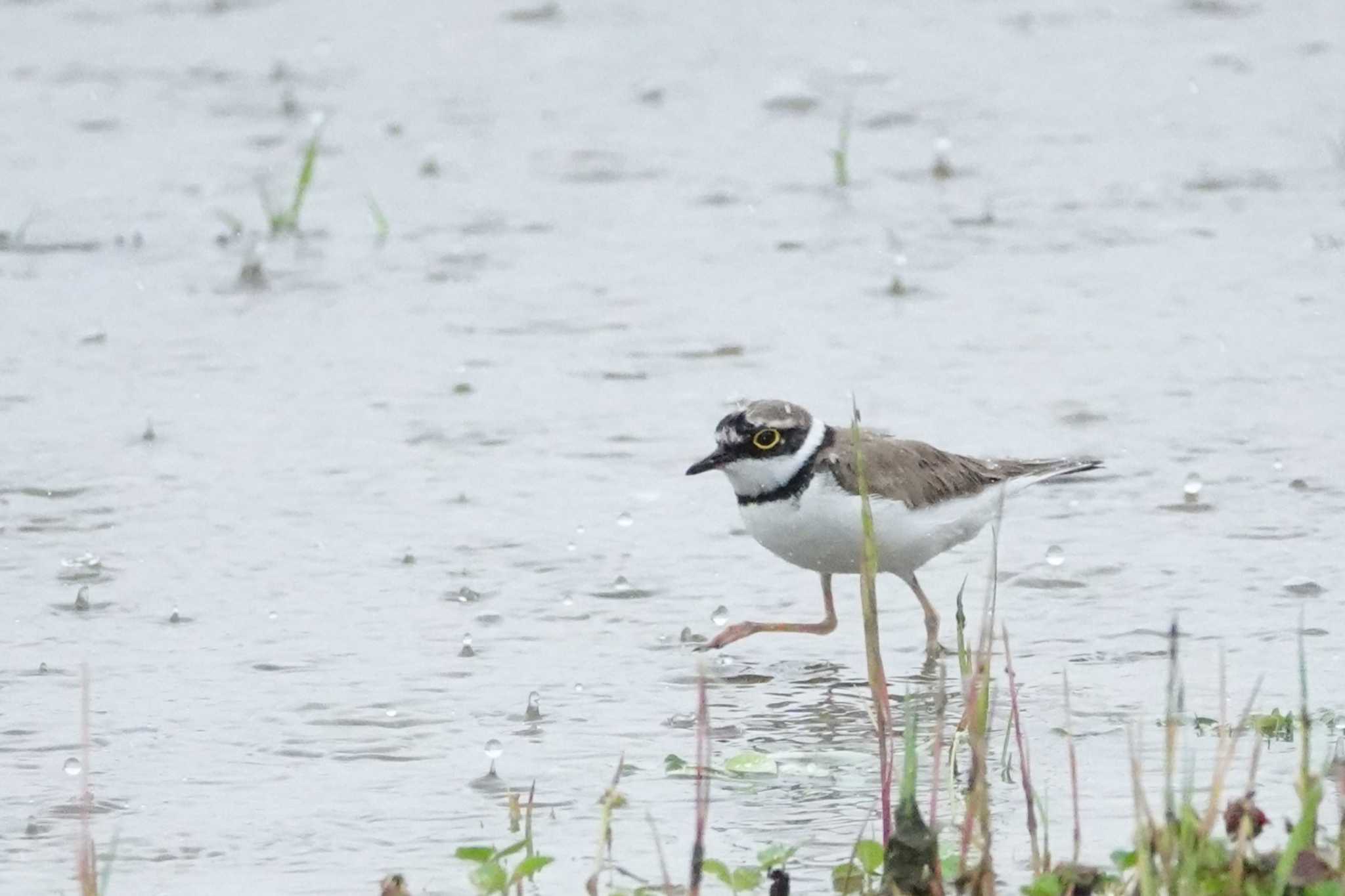 Photo of Little Ringed Plover at 大阪府高槻市 by ゆかゆ