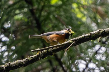 Varied Tit 東京都 Mon, 5/20/2024