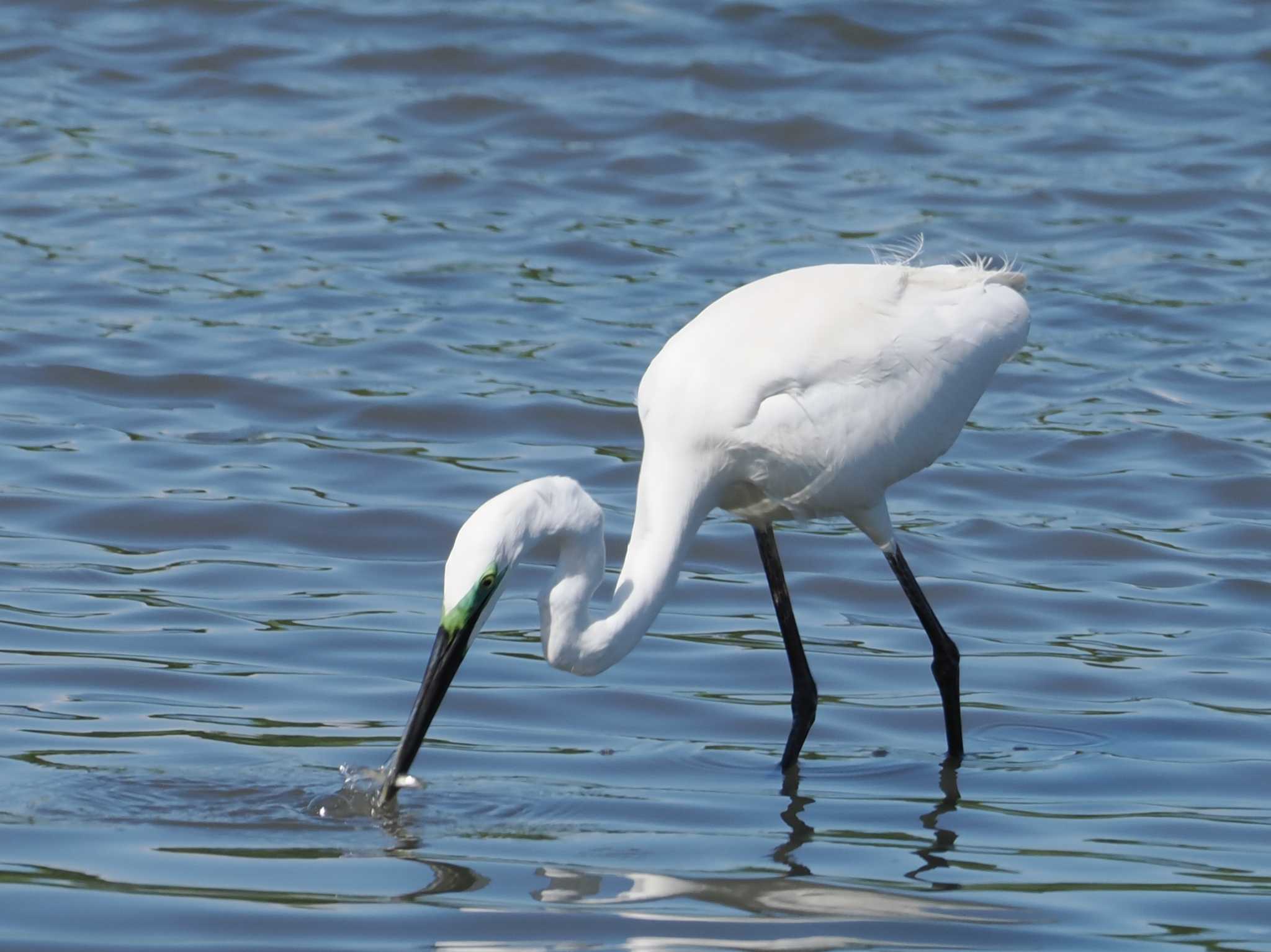 Great Egret