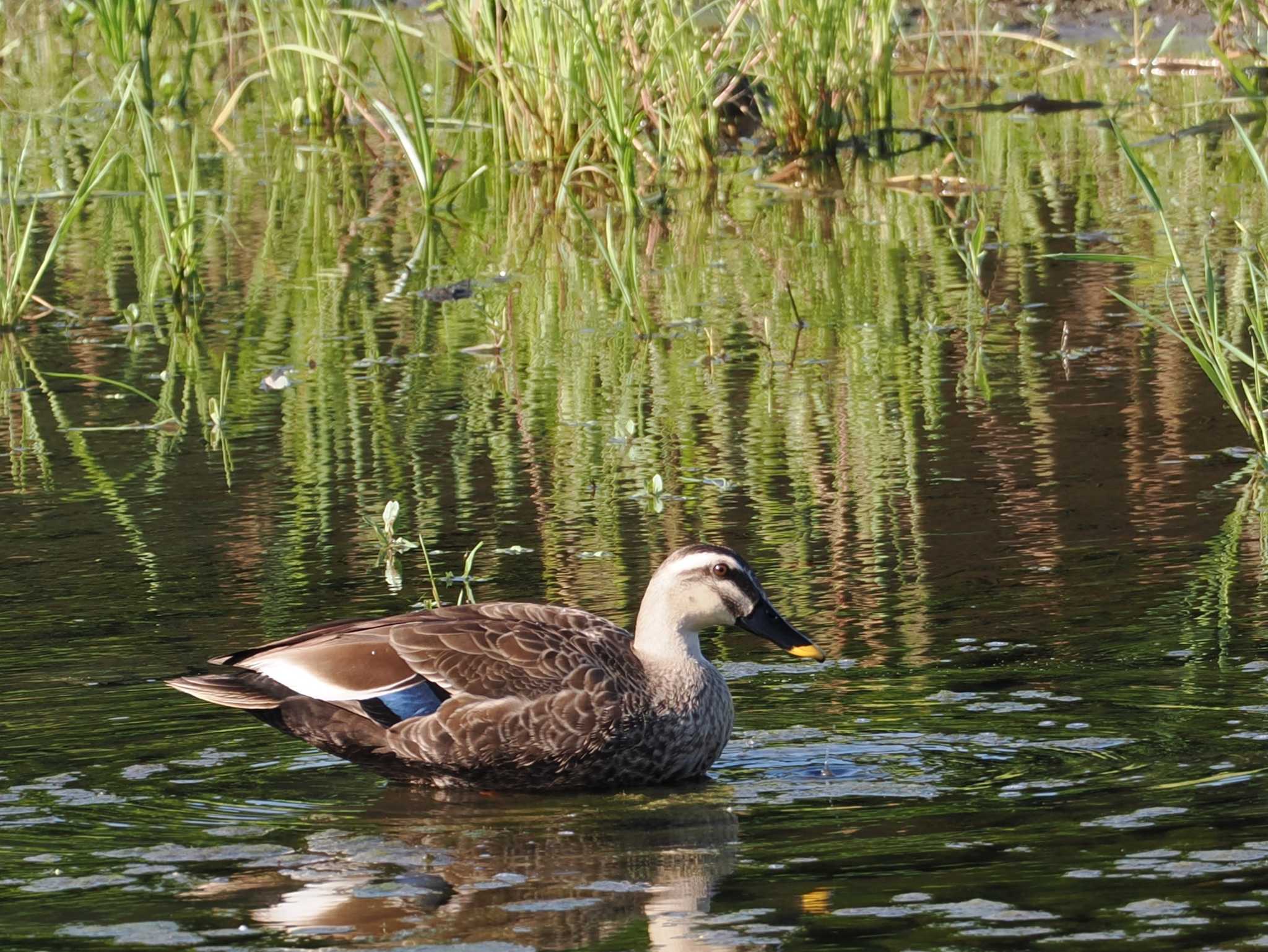 Eastern Spot-billed Duck