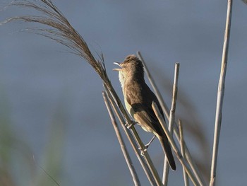 Wed, 5/29/2024 Birding report at 多摩川河口