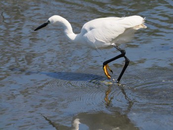 コサギ 東京港野鳥公園 2024年5月29日(水)